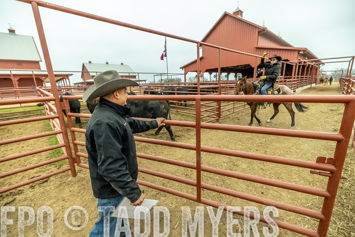 TMyers_SpringBullSale_Cameron_Feb2023-521325