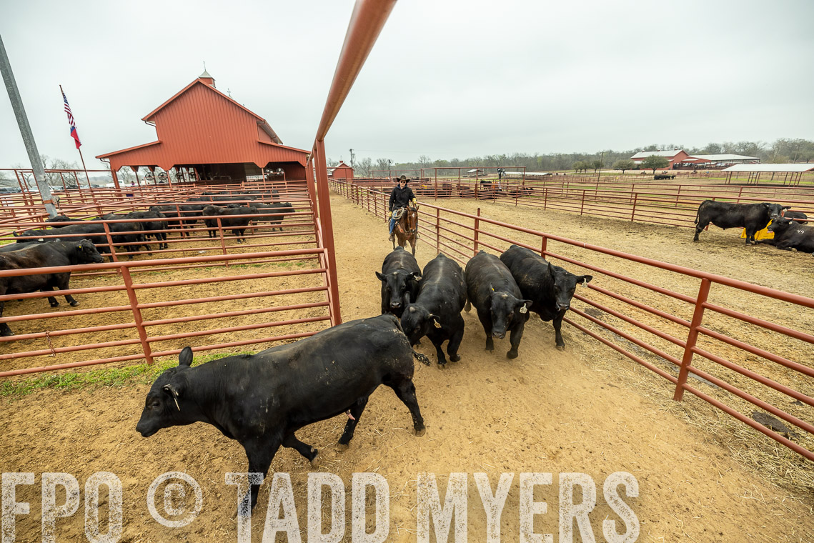 TMyers_SpringBullSale_Cameron_Feb2023-521349