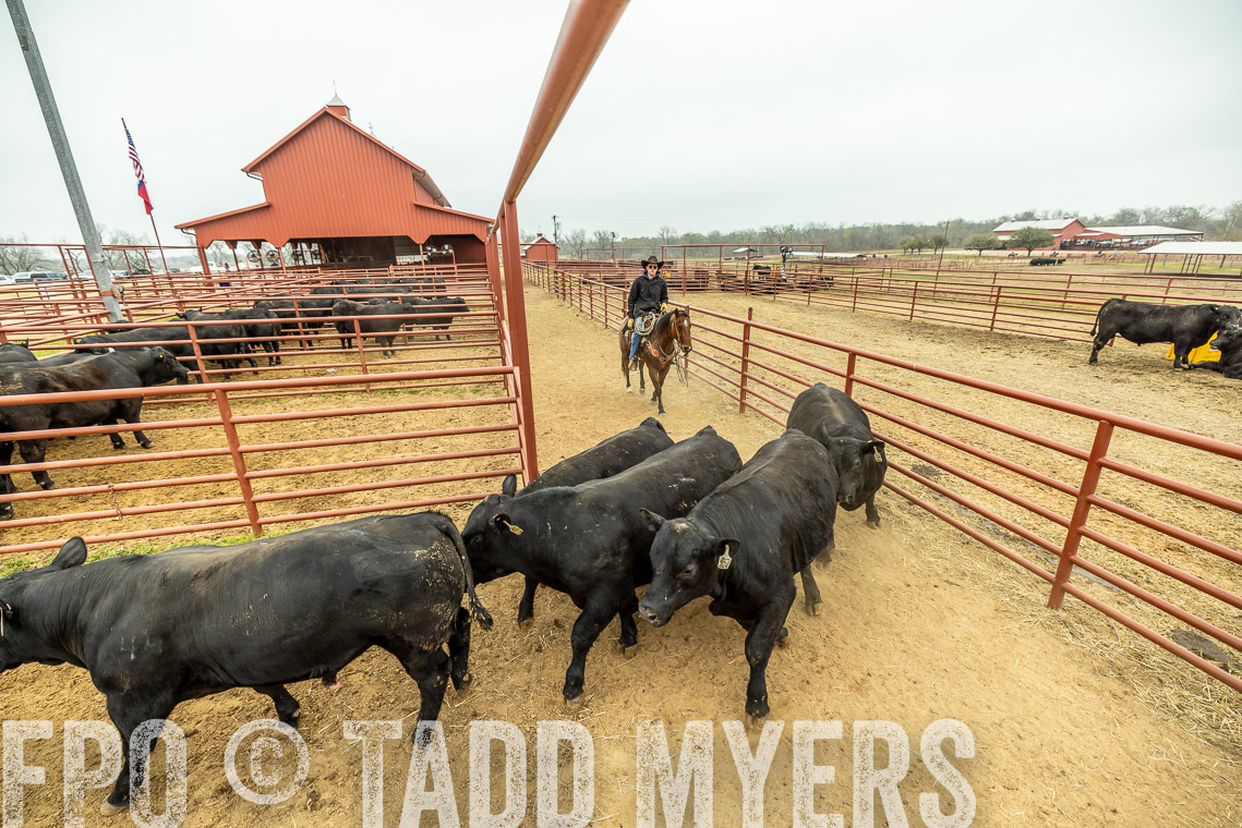 TMyers_SpringBullSale_Cameron_Feb2023-521352