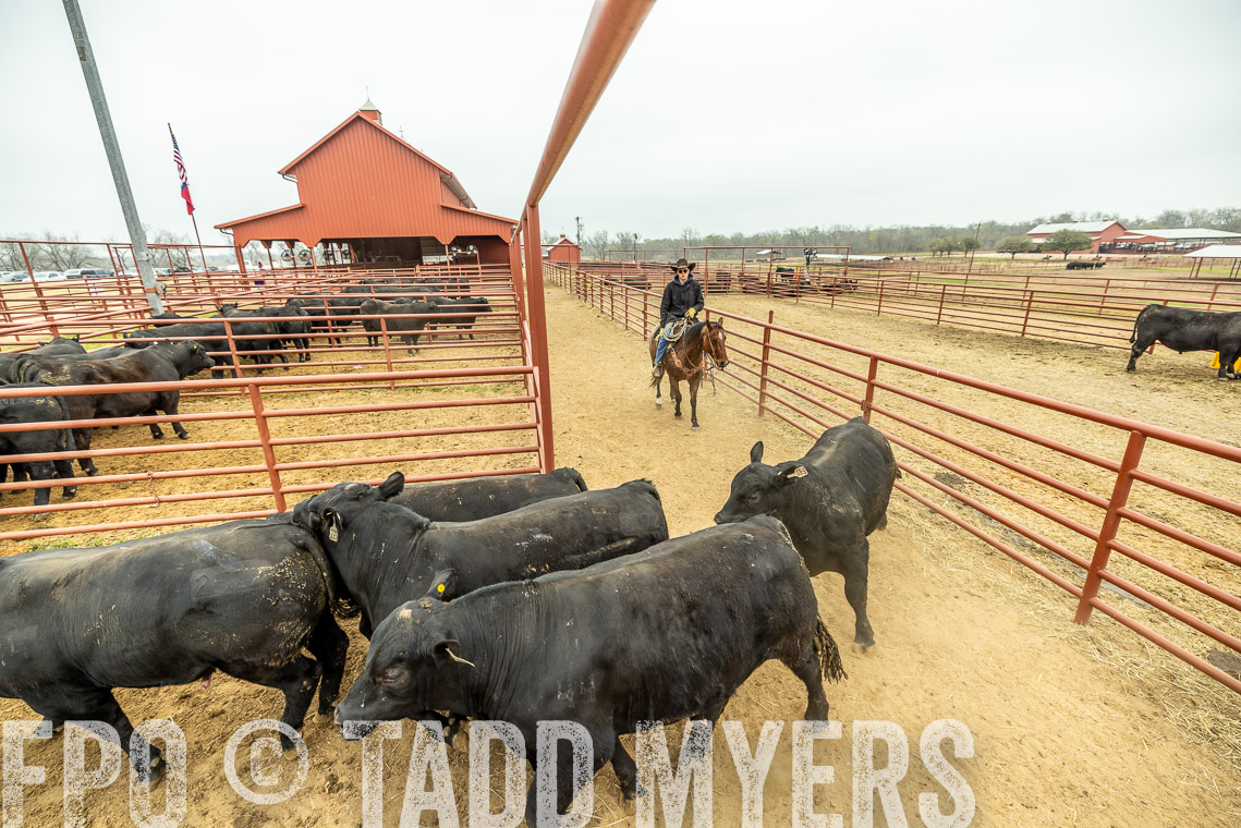 TMyers_SpringBullSale_Cameron_Feb2023-521354