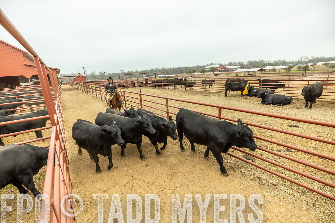 TMyers_SpringBullSale_Cameron_Feb2023-521366