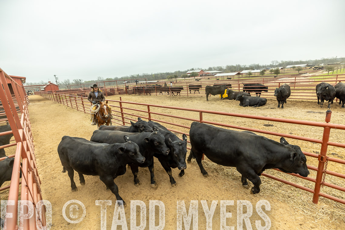 TMyers_SpringBullSale_Cameron_Feb2023-521369