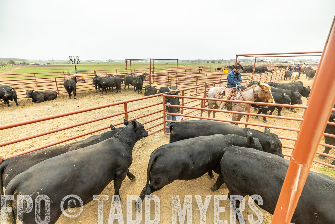 TMyers_SpringBullSale_Cameron_Feb2023-521382