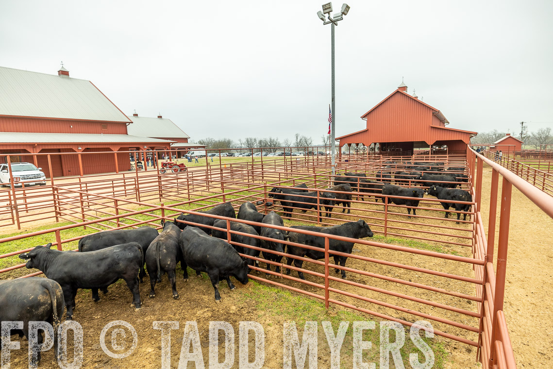 TMyers_SpringBullSale_Cameron_Feb2023-521403