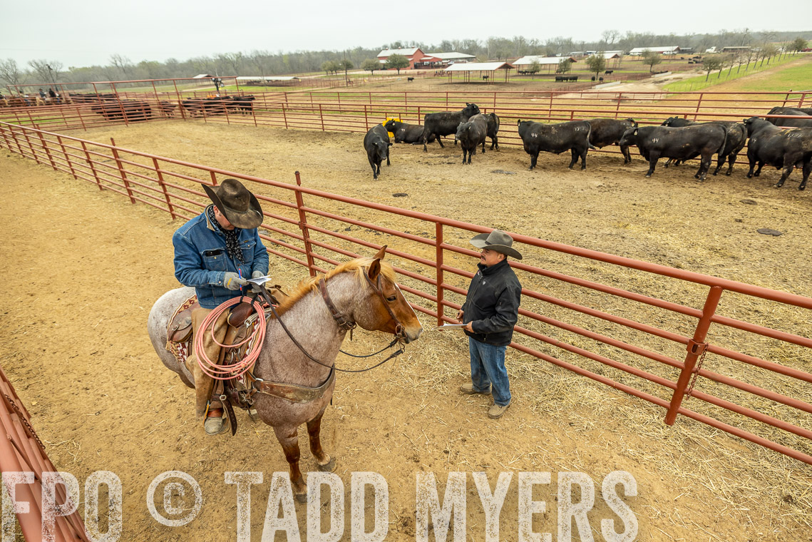 TMyers_SpringBullSale_Cameron_Feb2023-521415