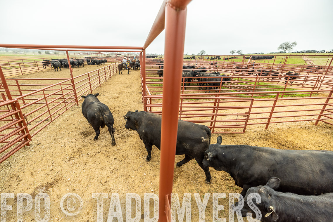 TMyers_SpringBullSale_Cameron_Feb2023-521434