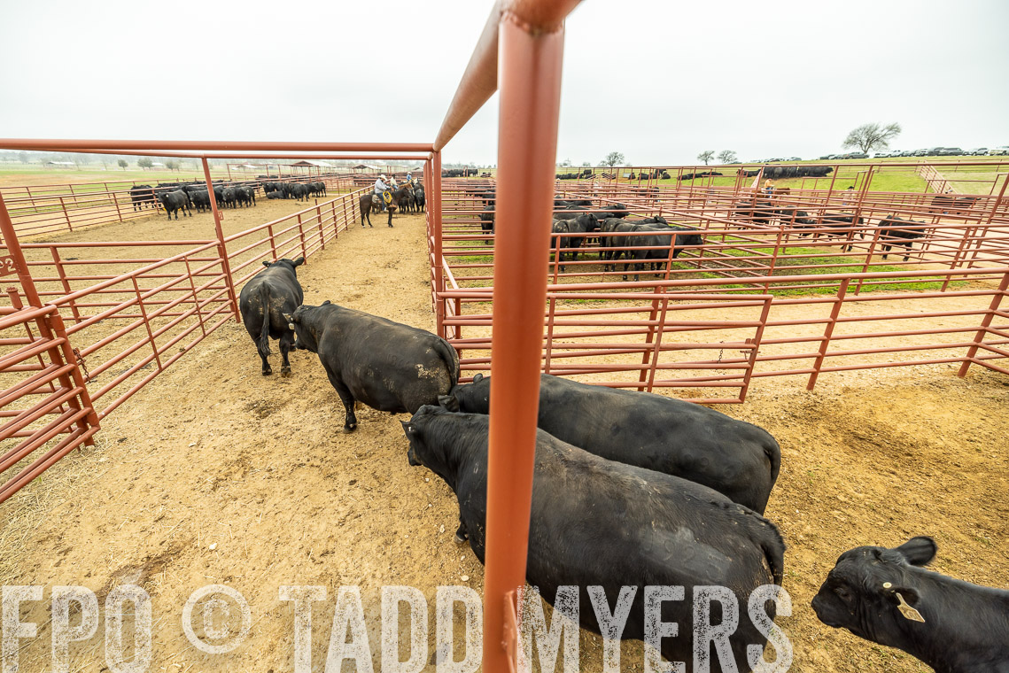 TMyers_SpringBullSale_Cameron_Feb2023-521436