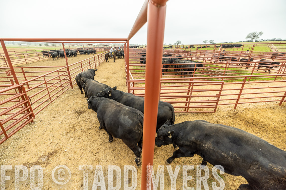 TMyers_SpringBullSale_Cameron_Feb2023-521437