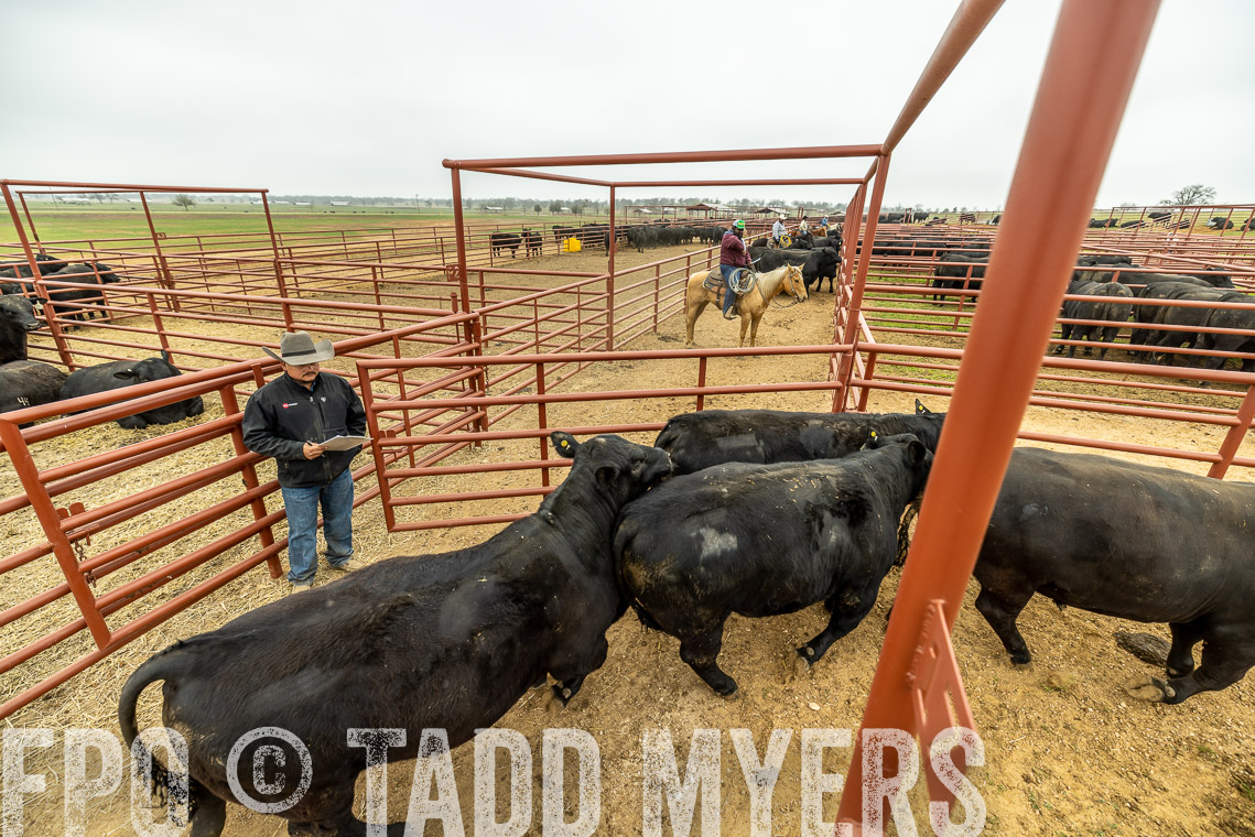TMyers_SpringBullSale_Cameron_Feb2023-521449