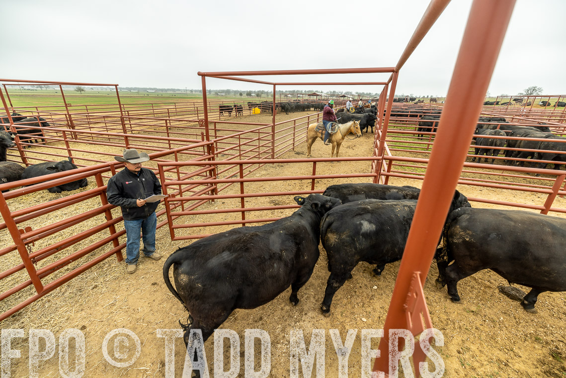 TMyers_SpringBullSale_Cameron_Feb2023-521450