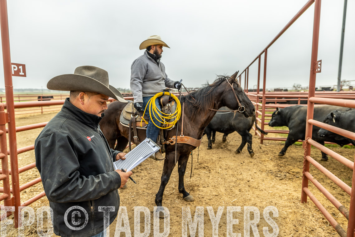 TMyers_SpringBullSale_Cameron_Feb2023-521492