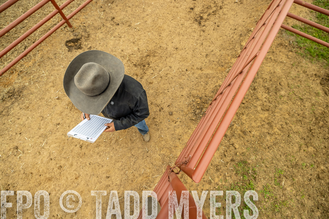 TMyers_SpringBullSale_Cameron_Feb2023-521520