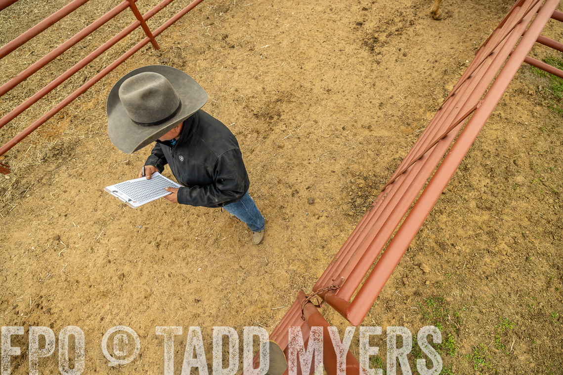 TMyers_SpringBullSale_Cameron_Feb2023-521523