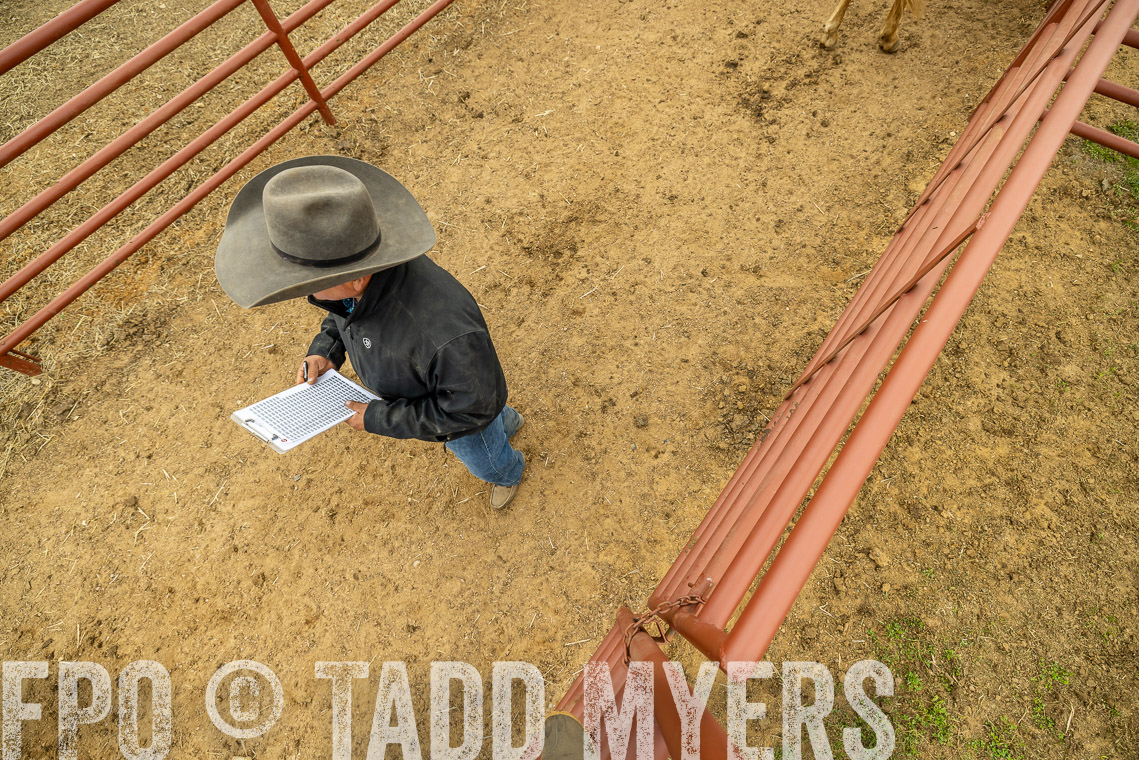 TMyers_SpringBullSale_Cameron_Feb2023-521525