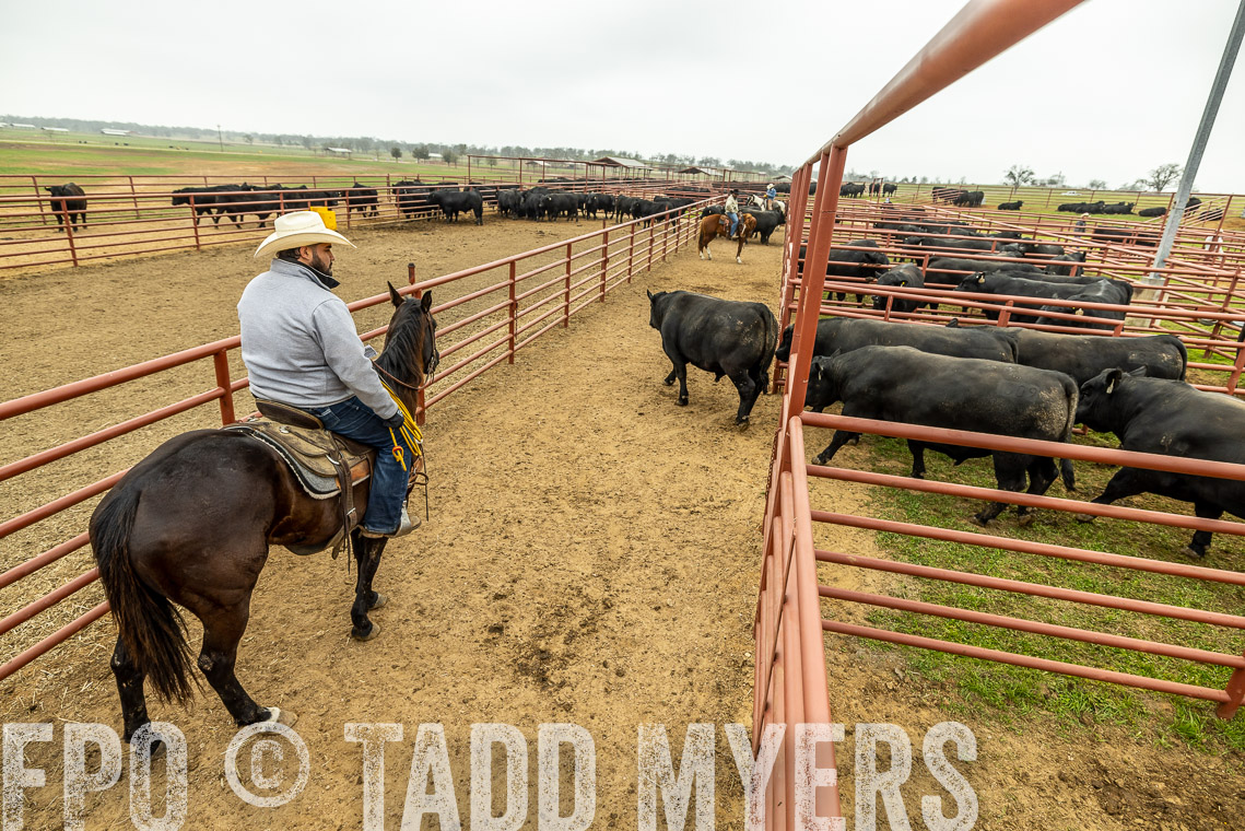 TMyers_SpringBullSale_Cameron_Feb2023-521536