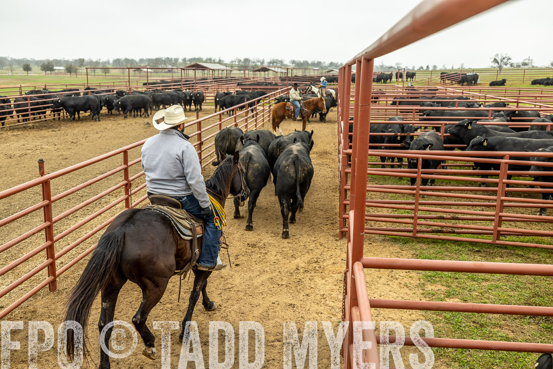 TMyers_SpringBullSale_Cameron_Feb2023-521537