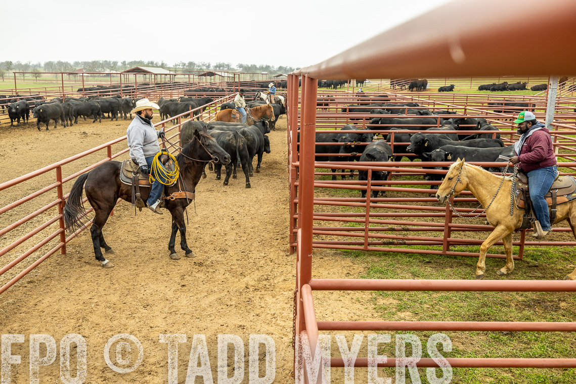 TMyers_SpringBullSale_Cameron_Feb2023-521543