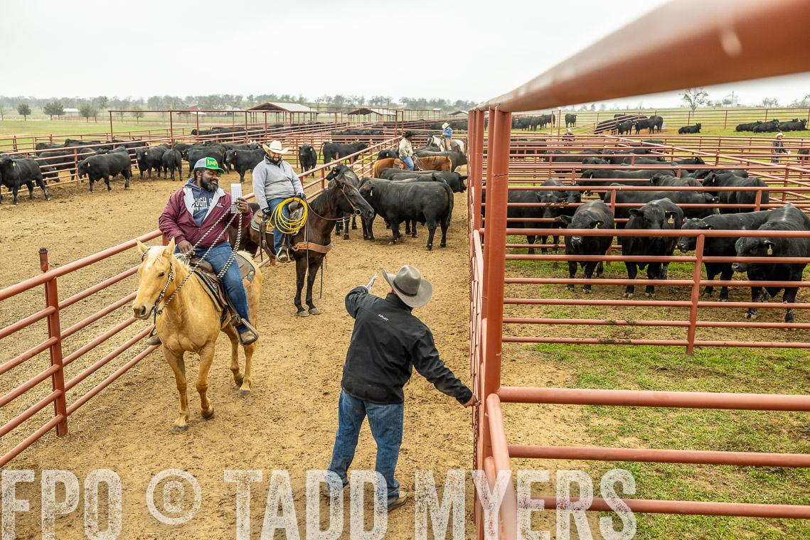 TMyers_SpringBullSale_Cameron_Feb2023-521557