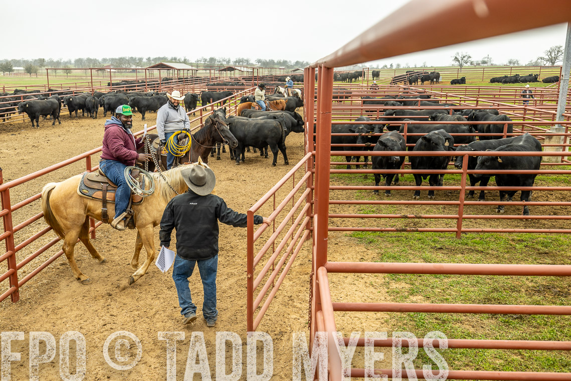 TMyers_SpringBullSale_Cameron_Feb2023-521560
