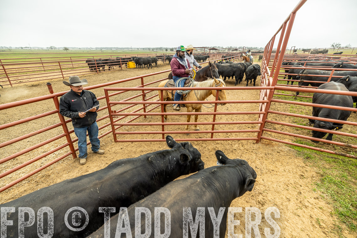TMyers_SpringBullSale_Cameron_Feb2023-521563