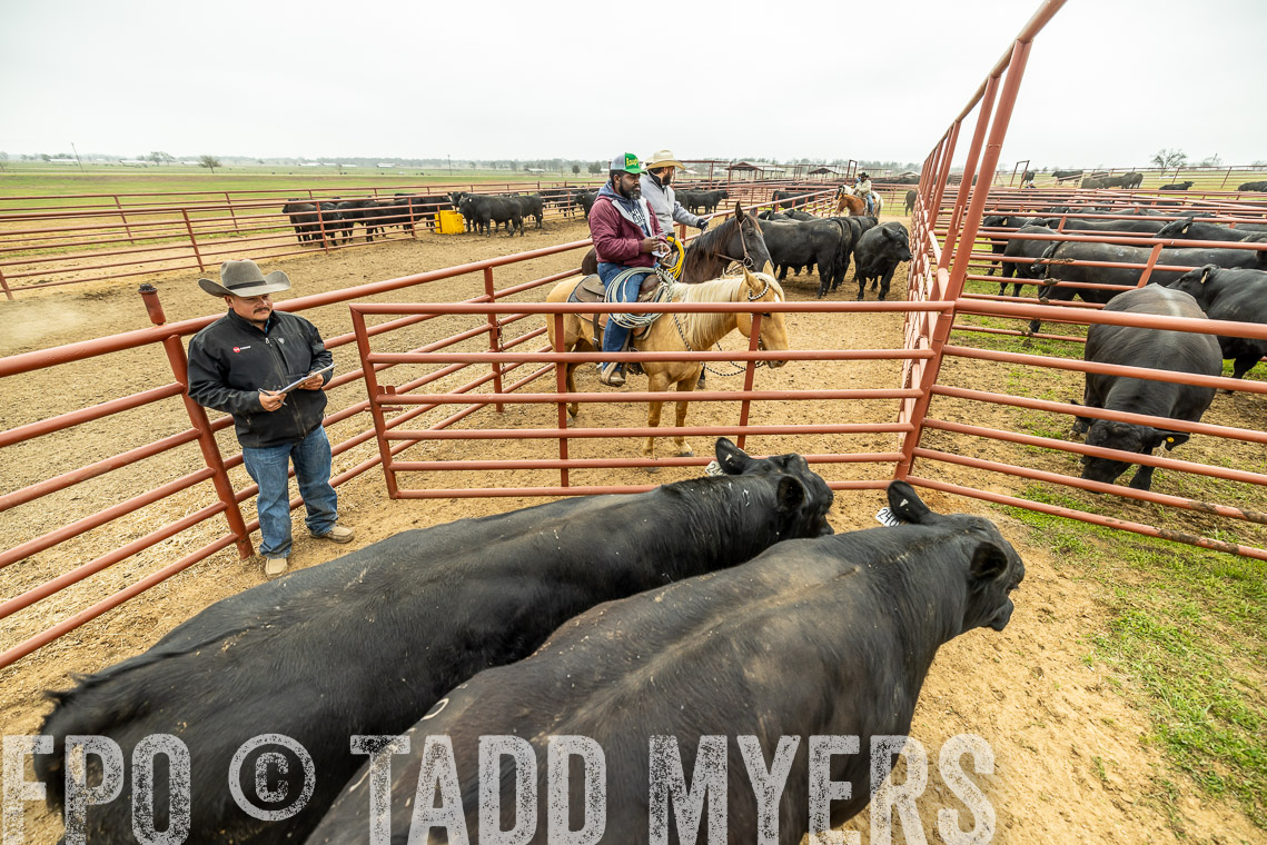 TMyers_SpringBullSale_Cameron_Feb2023-521564