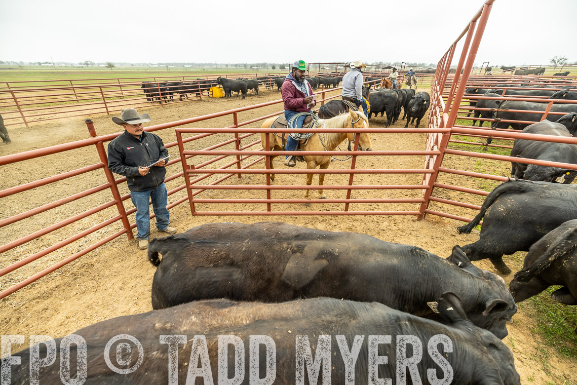 TMyers_SpringBullSale_Cameron_Feb2023-521570