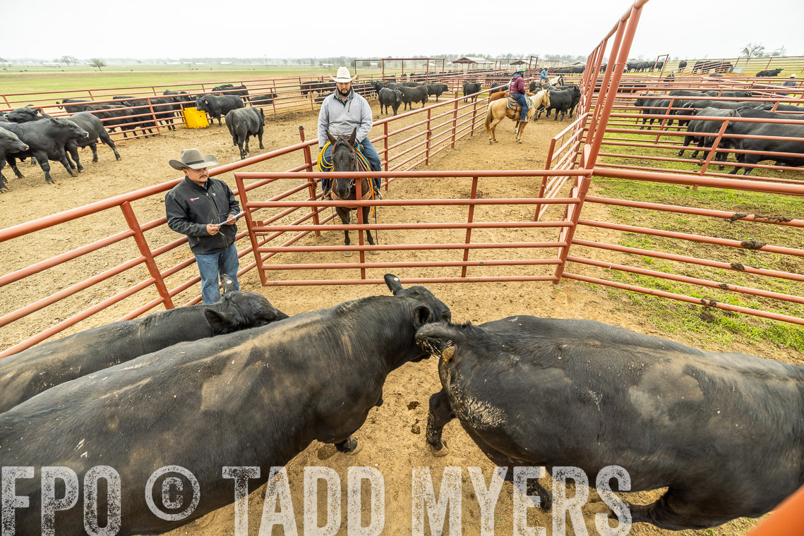 TMyers_SpringBullSale_Cameron_Feb2023-521602