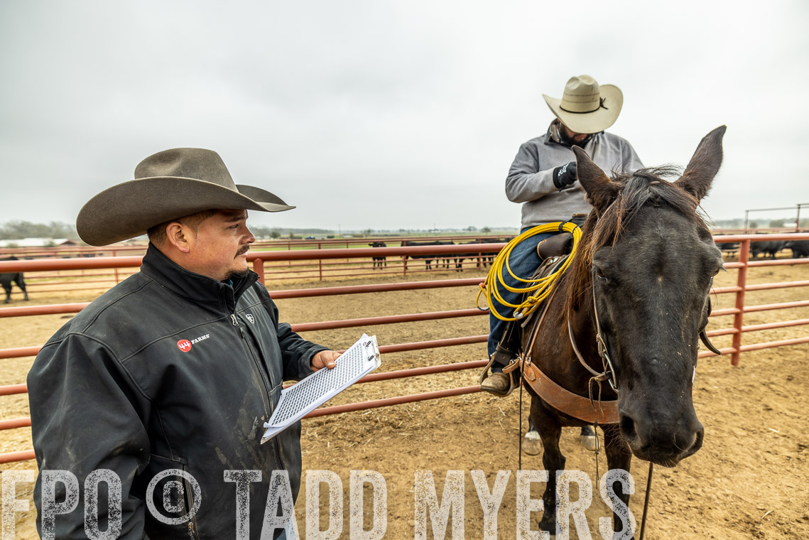 TMyers_SpringBullSale_Cameron_Feb2023-521620