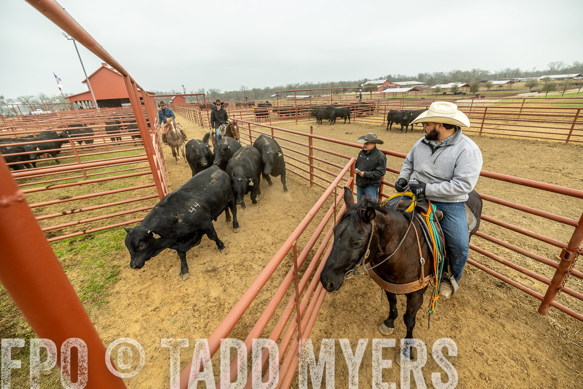 TMyers_SpringBullSale_Cameron_Feb2023-521633