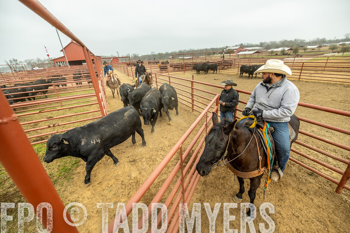 TMyers_SpringBullSale_Cameron_Feb2023-521634