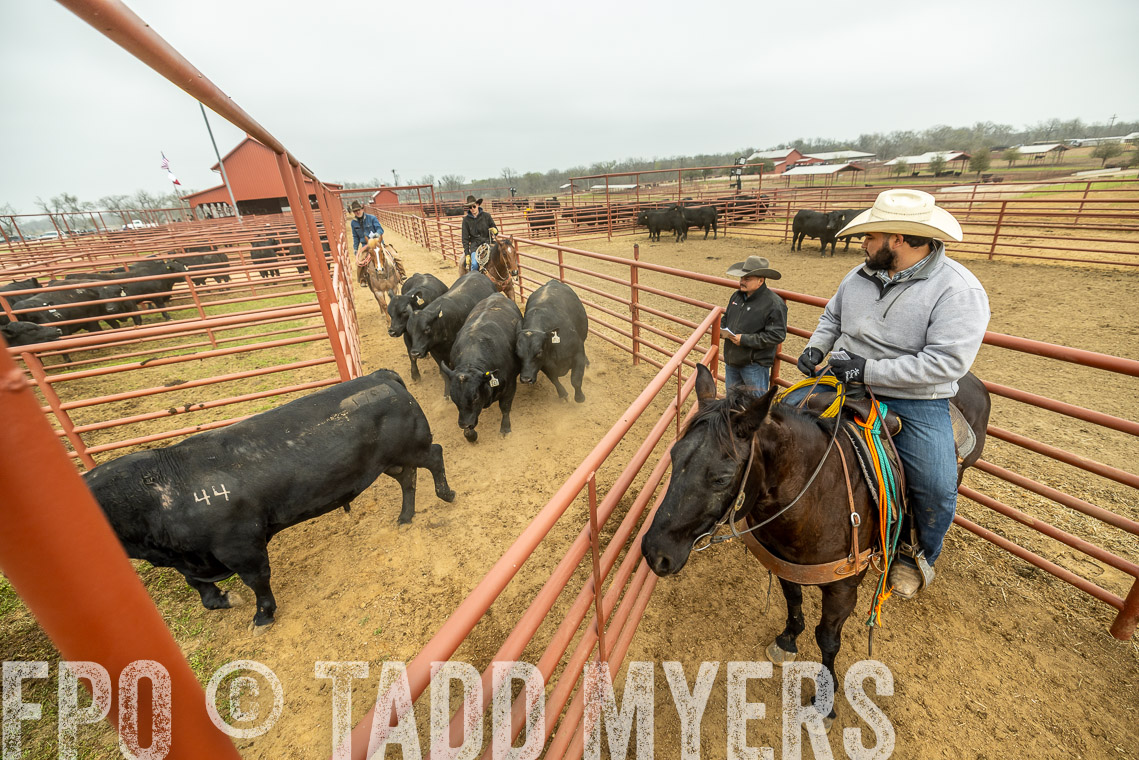 TMyers_SpringBullSale_Cameron_Feb2023-521635