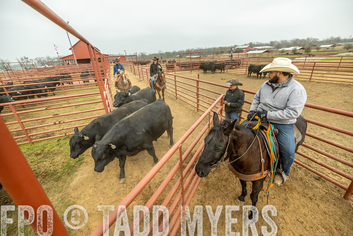 TMyers_SpringBullSale_Cameron_Feb2023-521638