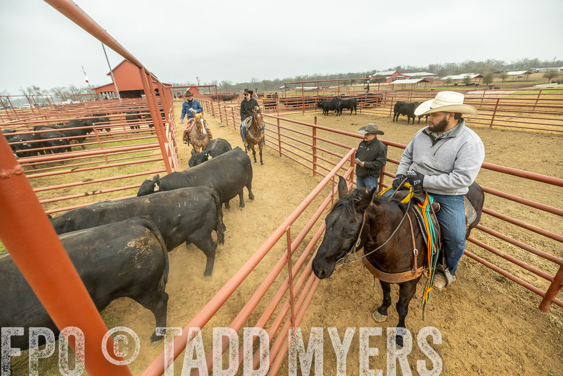 TMyers_SpringBullSale_Cameron_Feb2023-521641
