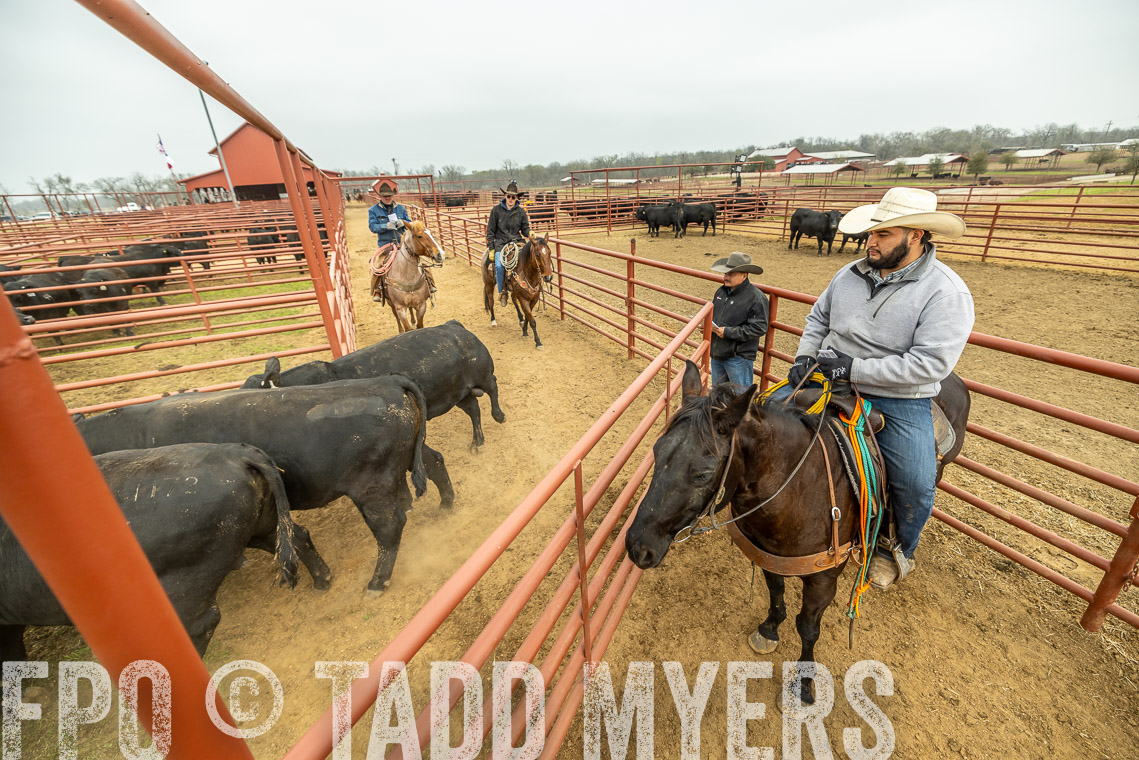 TMyers_SpringBullSale_Cameron_Feb2023-521644