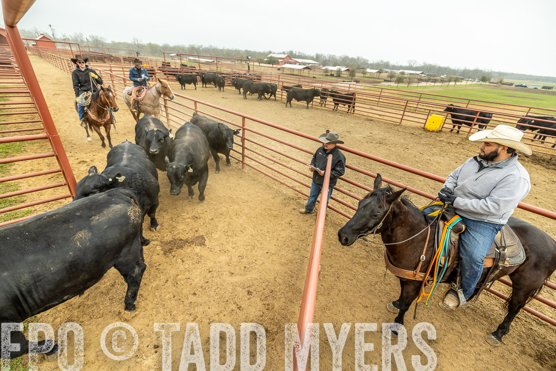 TMyers_SpringBullSale_Cameron_Feb2023-521670