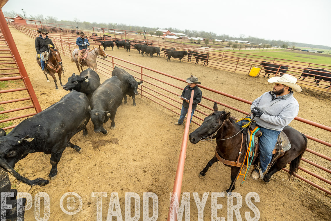 TMyers_SpringBullSale_Cameron_Feb2023-521672