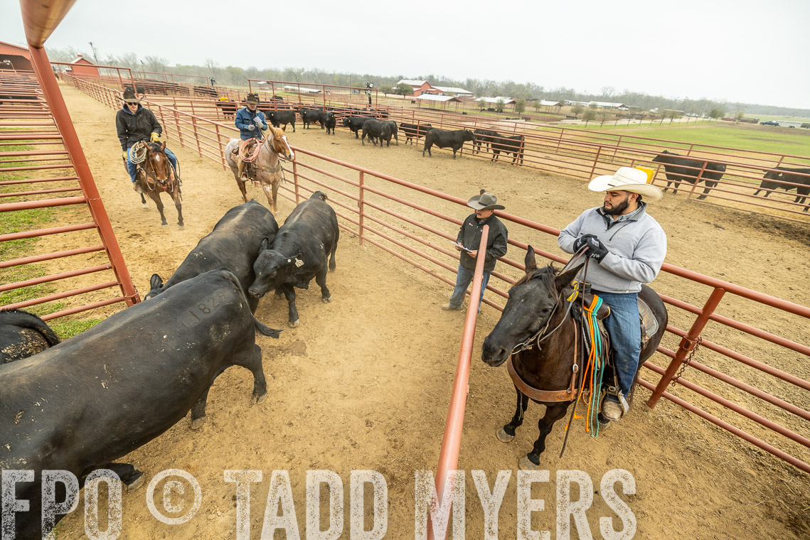 TMyers_SpringBullSale_Cameron_Feb2023-521676