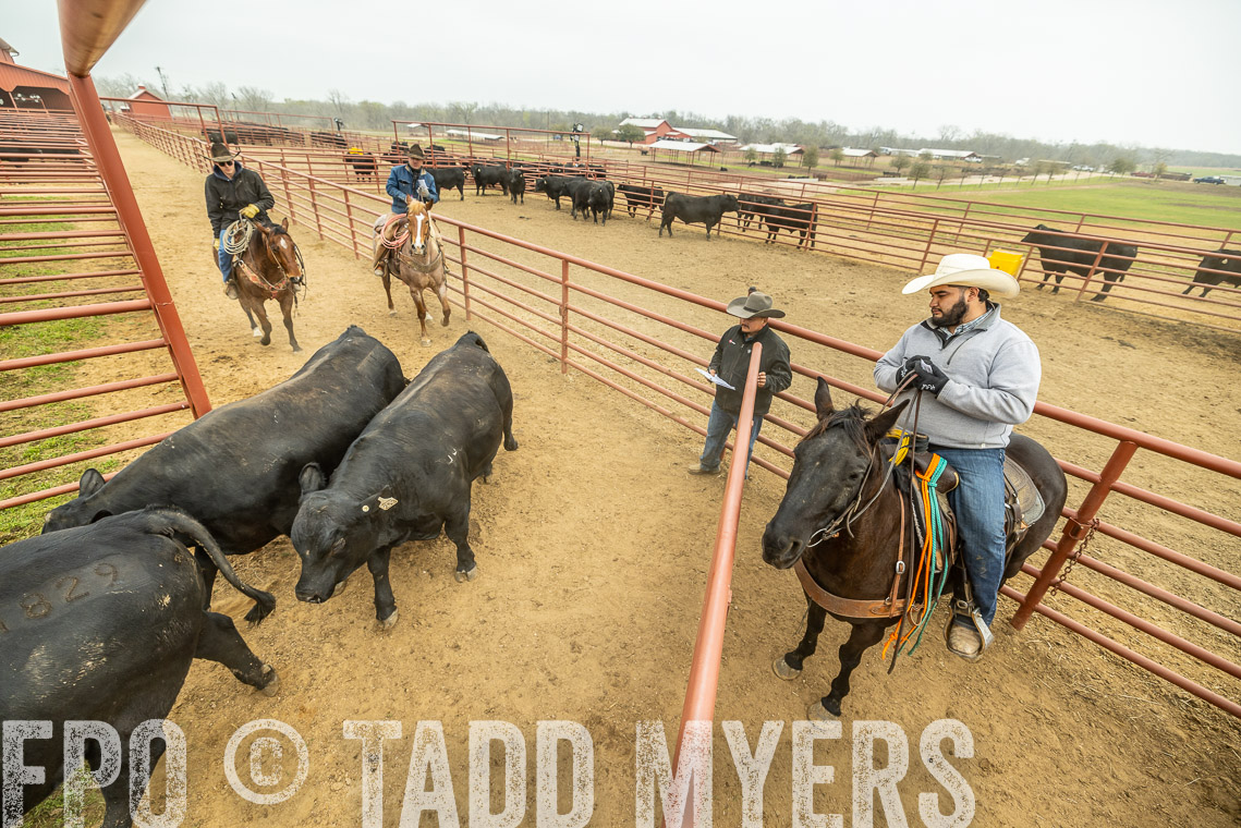 TMyers_SpringBullSale_Cameron_Feb2023-521677