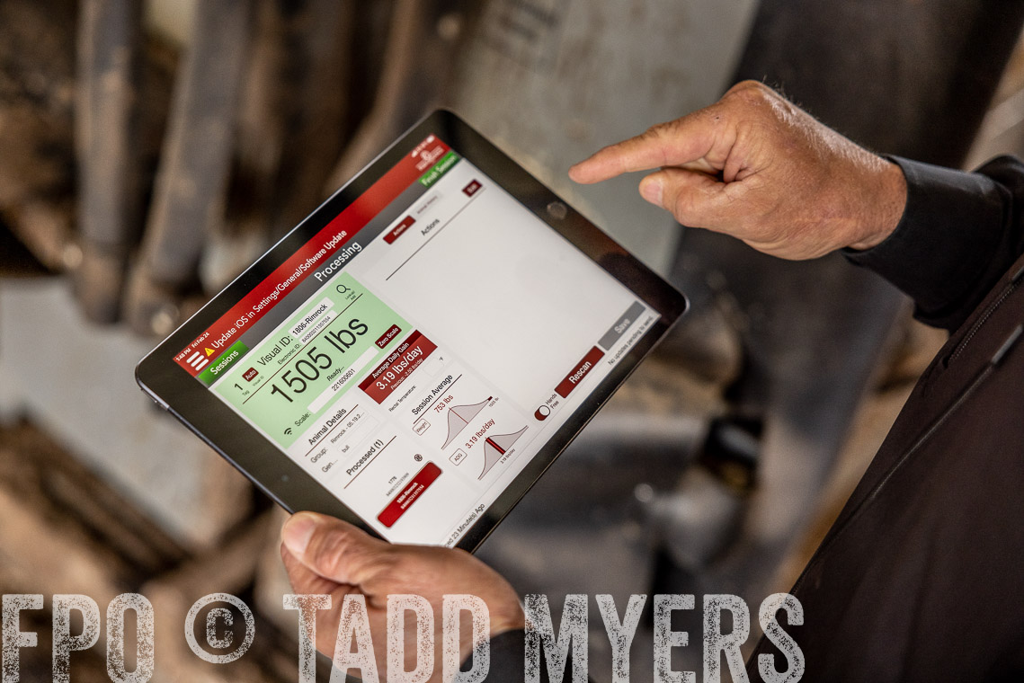 TMyers_SpringBullSale_Cameron_Feb2023-528771