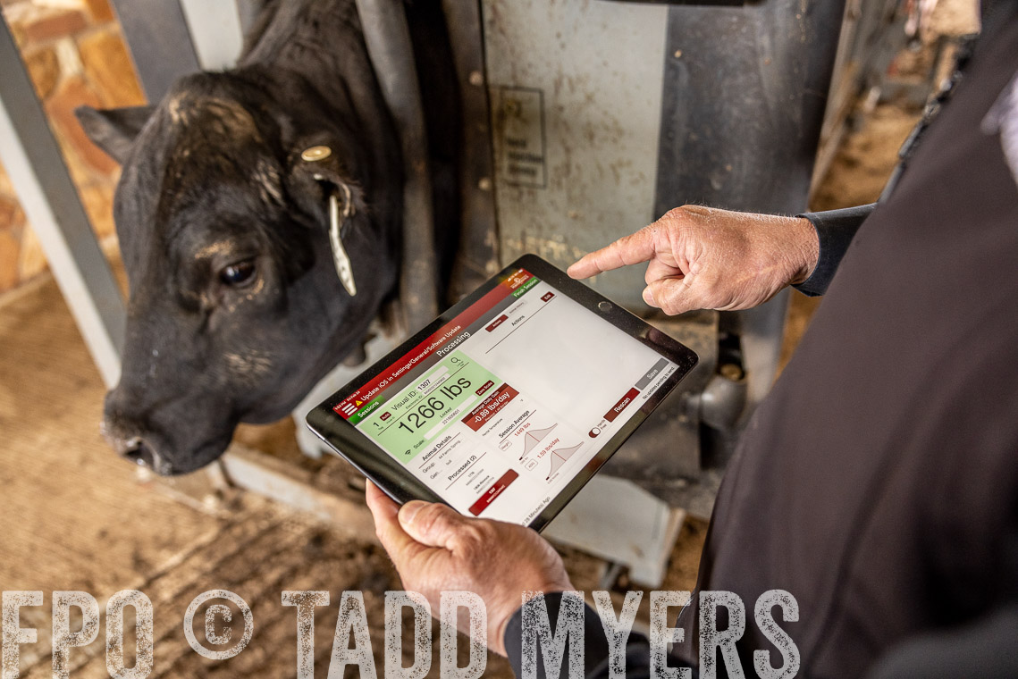 TMyers_SpringBullSale_Cameron_Feb2023-528782