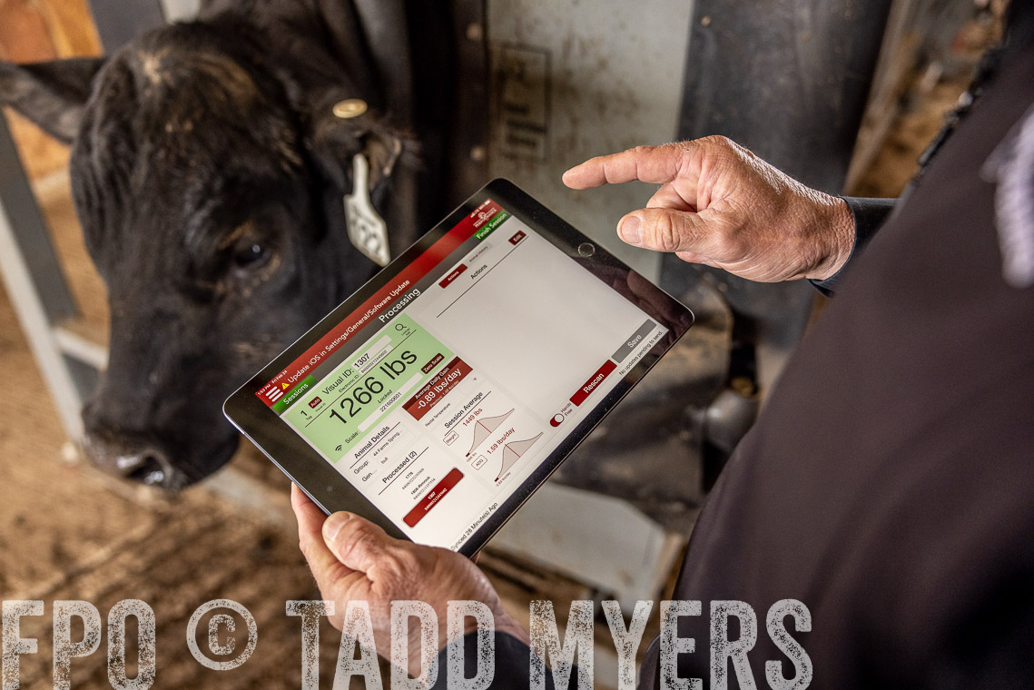 TMyers_SpringBullSale_Cameron_Feb2023-528786