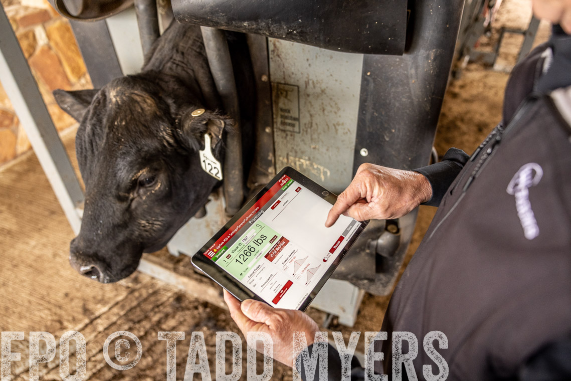 TMyers_SpringBullSale_Cameron_Feb2023-528787