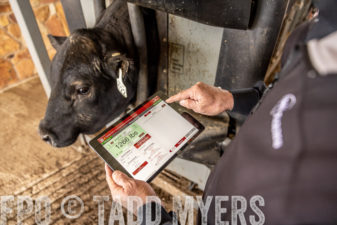TMyers_SpringBullSale_Cameron_Feb2023-528794