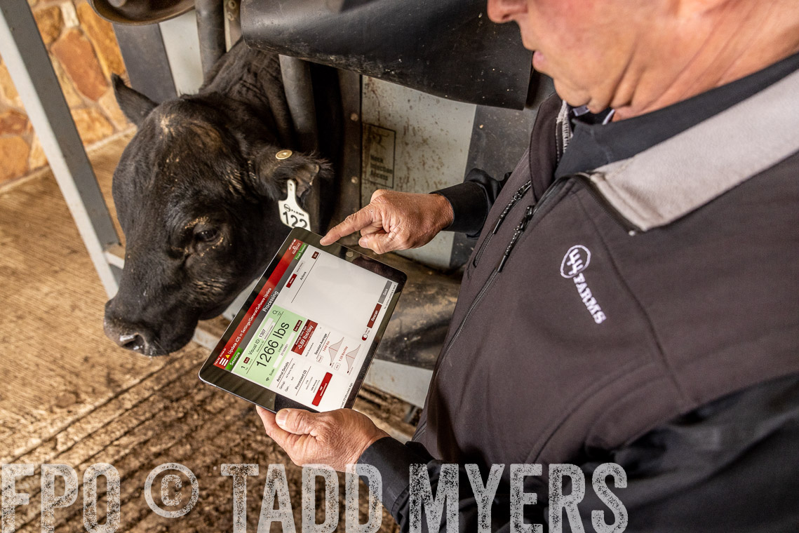 TMyers_SpringBullSale_Cameron_Feb2023-528808