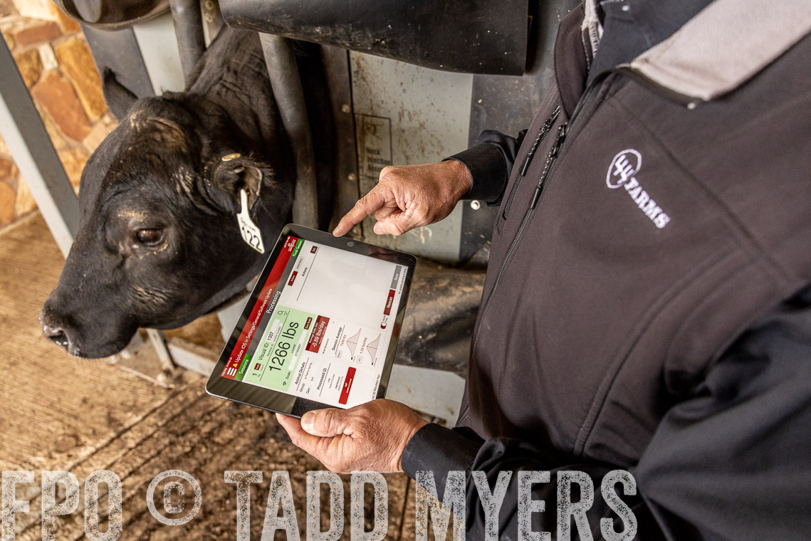 TMyers_SpringBullSale_Cameron_Feb2023-528815