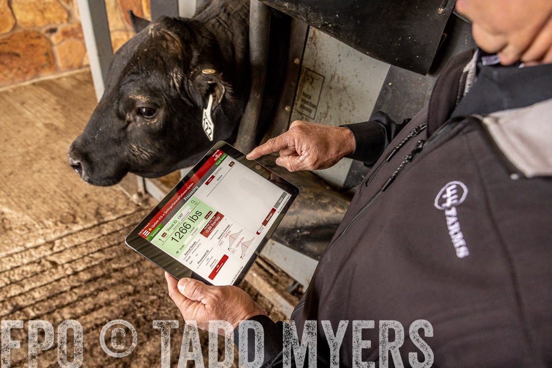 TMyers_SpringBullSale_Cameron_Feb2023-528816