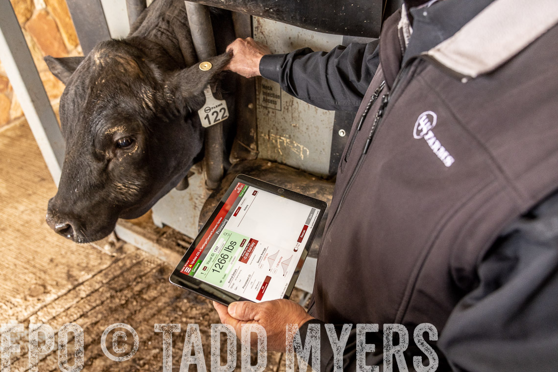 TMyers_SpringBullSale_Cameron_Feb2023-528827