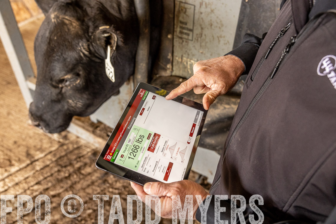 TMyers_SpringBullSale_Cameron_Feb2023-528833