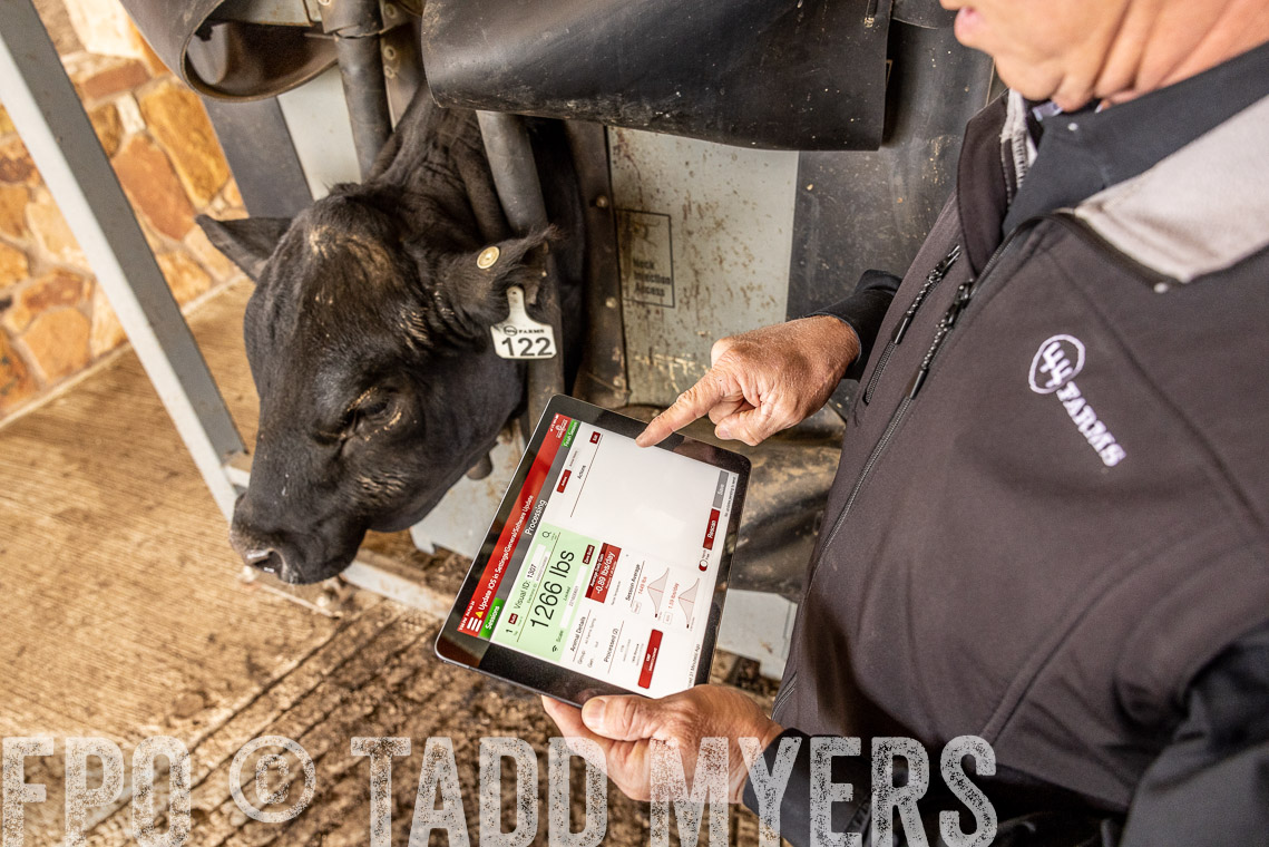 TMyers_SpringBullSale_Cameron_Feb2023-528846