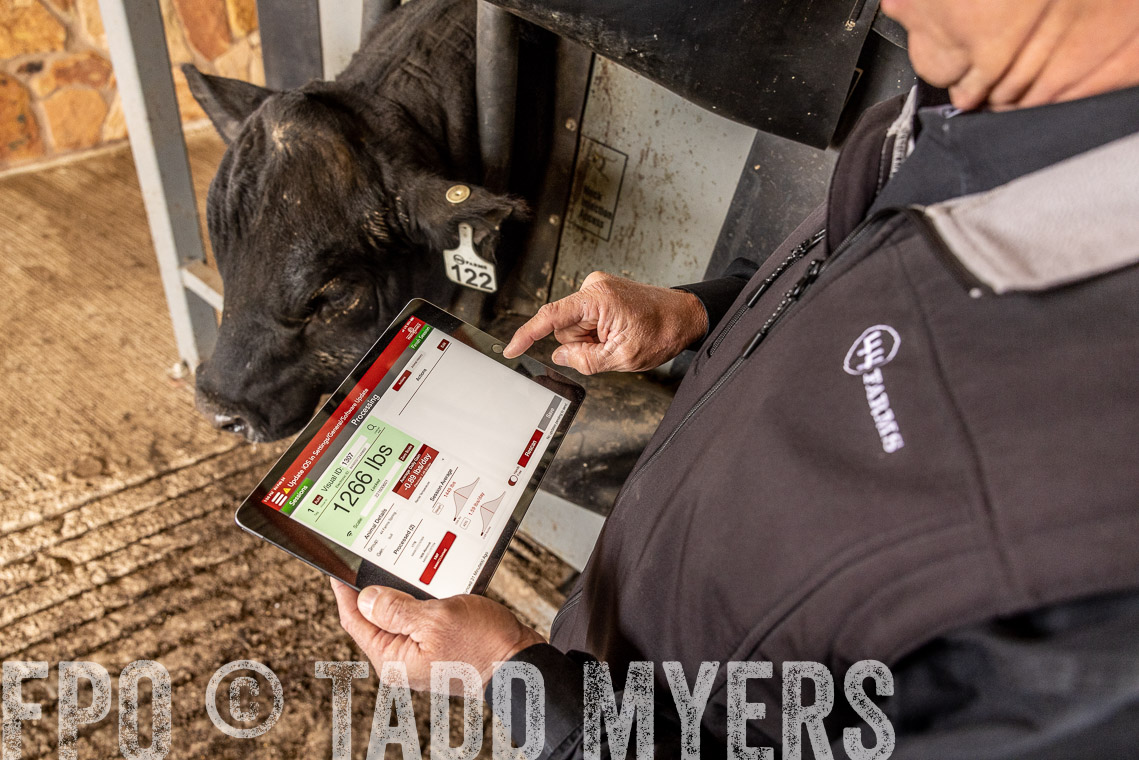 TMyers_SpringBullSale_Cameron_Feb2023-528873